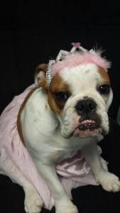 "Princess" Gracie wants your car heater to be in good repair!